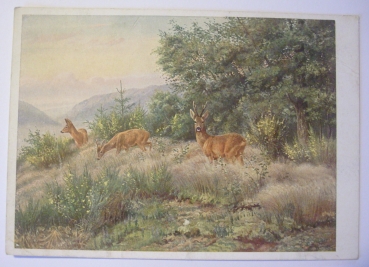 Ansichtskarte Rehe in der Lichtung