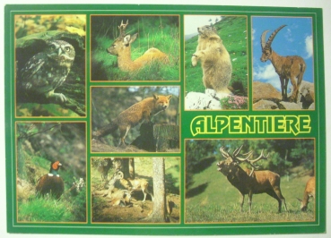 Ansichtskarte Alpentiere