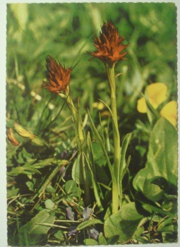 Ansichtskarte Brunelle (Kohlröschen)