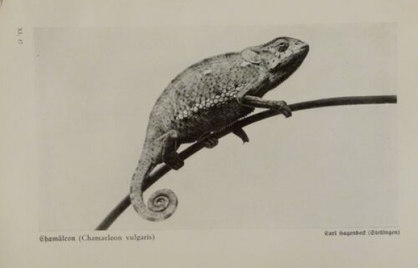 1926 - Chamäleon / Meerechse, Mauergeko - alter Druck
